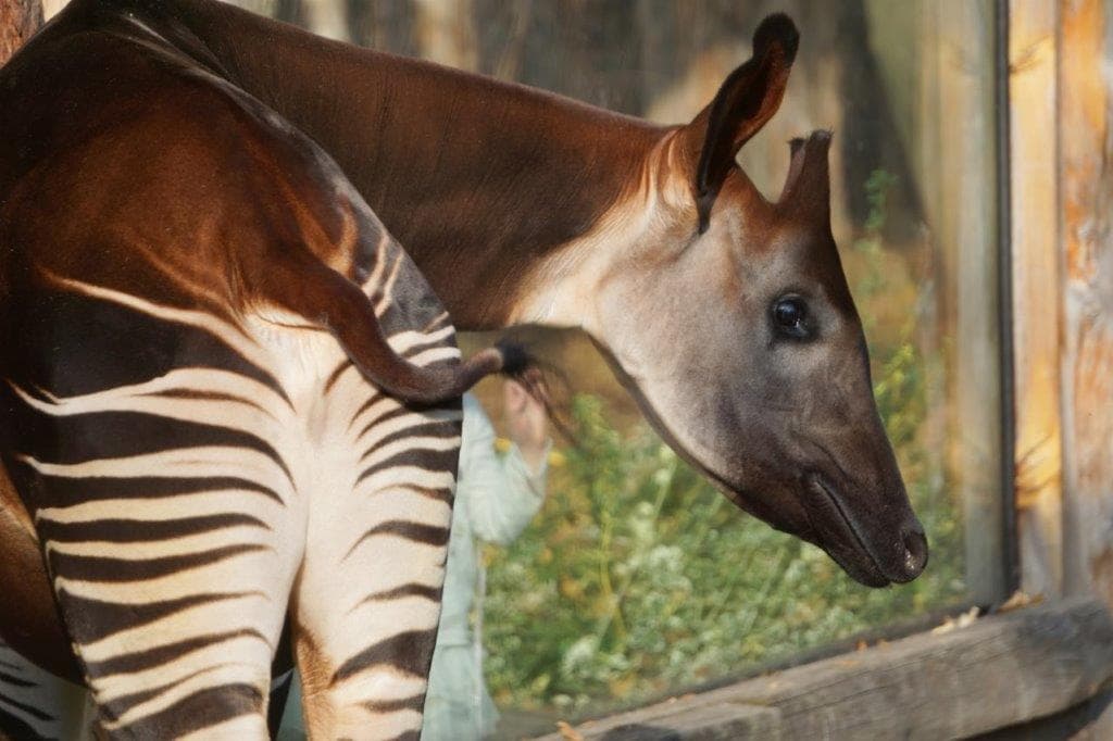 Okapi pokazowe karmiania