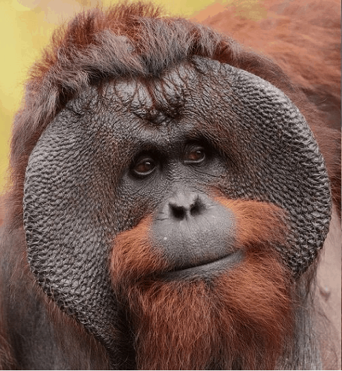 orangutan borneański