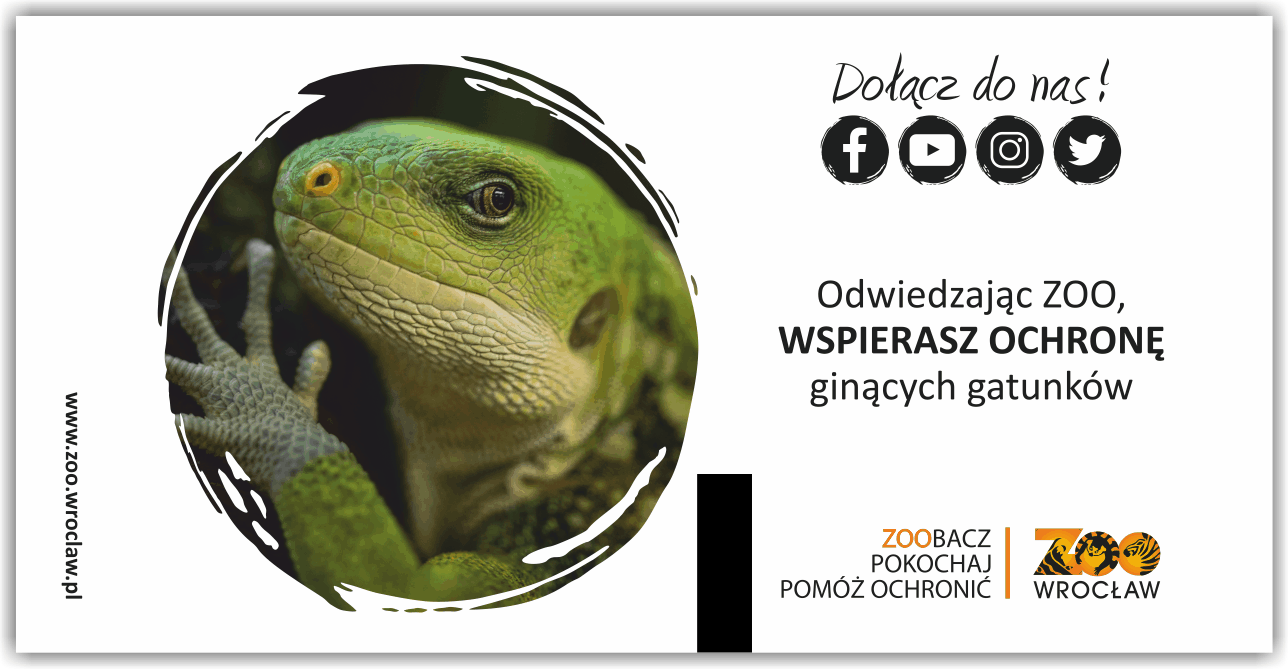 jaszczurka voucher