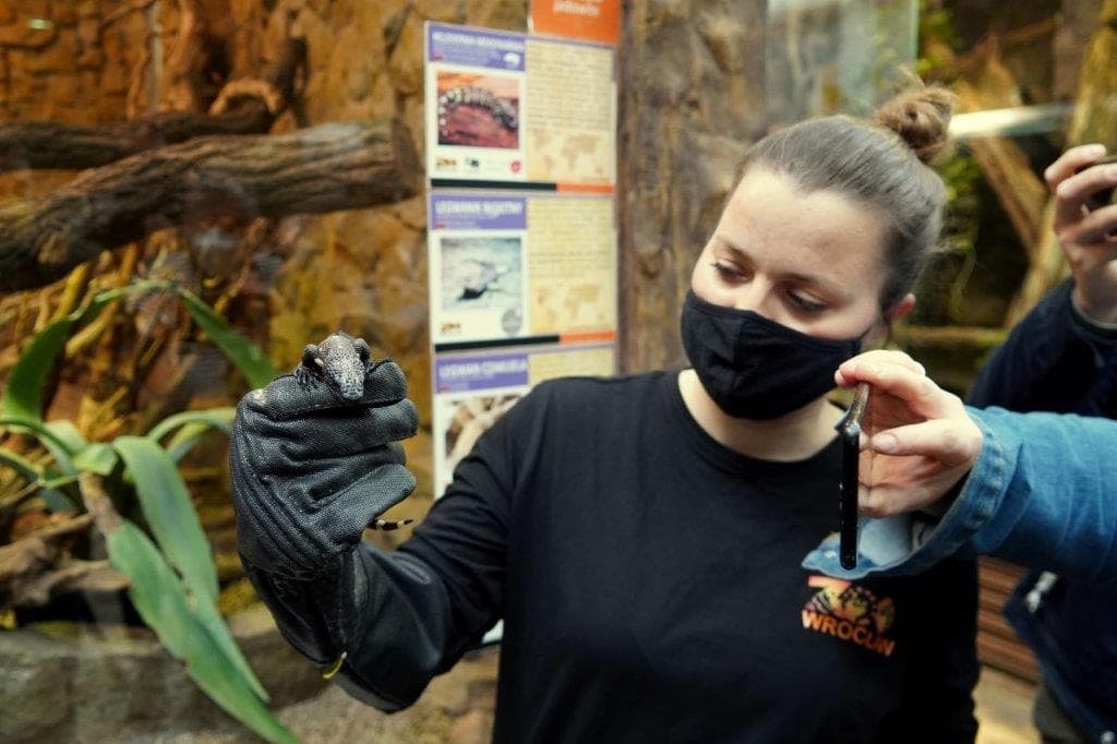 HELODERMA MEKSYKAŃSKA wraz z opiekunem