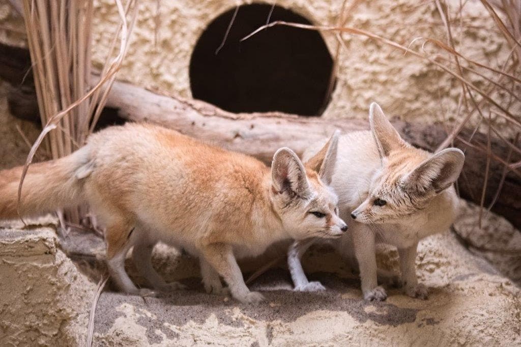 Fenek ZOO Wrocław - bohater Wild Run 2021