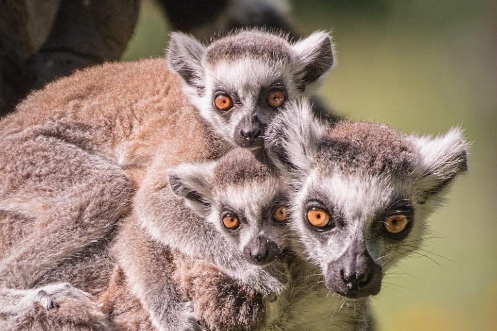 Lemur Katta ZOO Wrocław - bohater Wild Run 2021