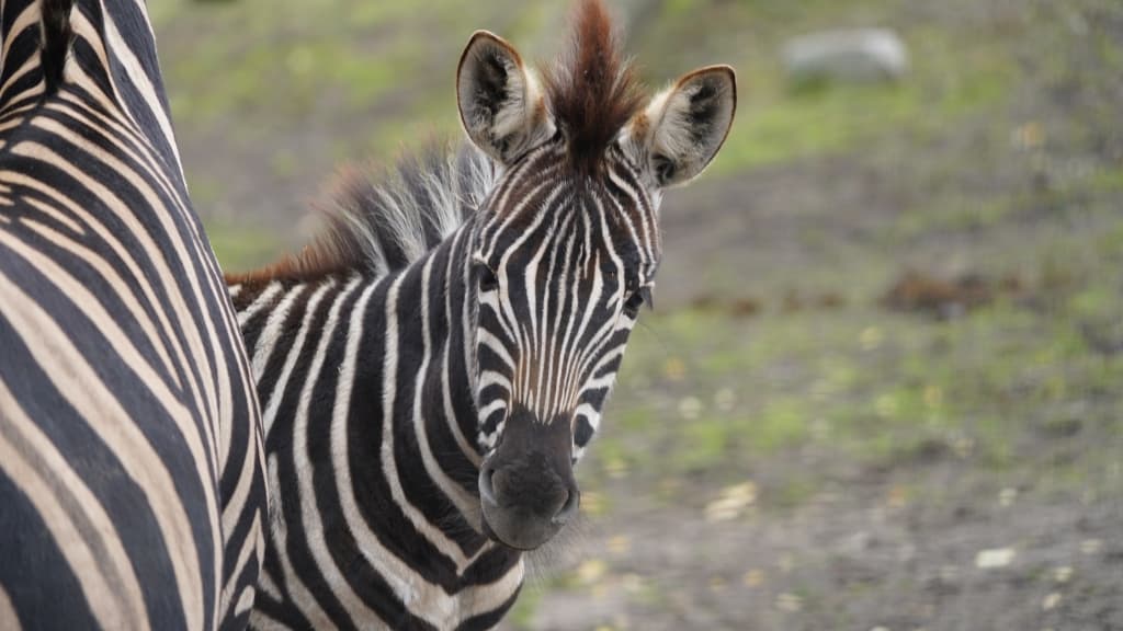 zebra młoda