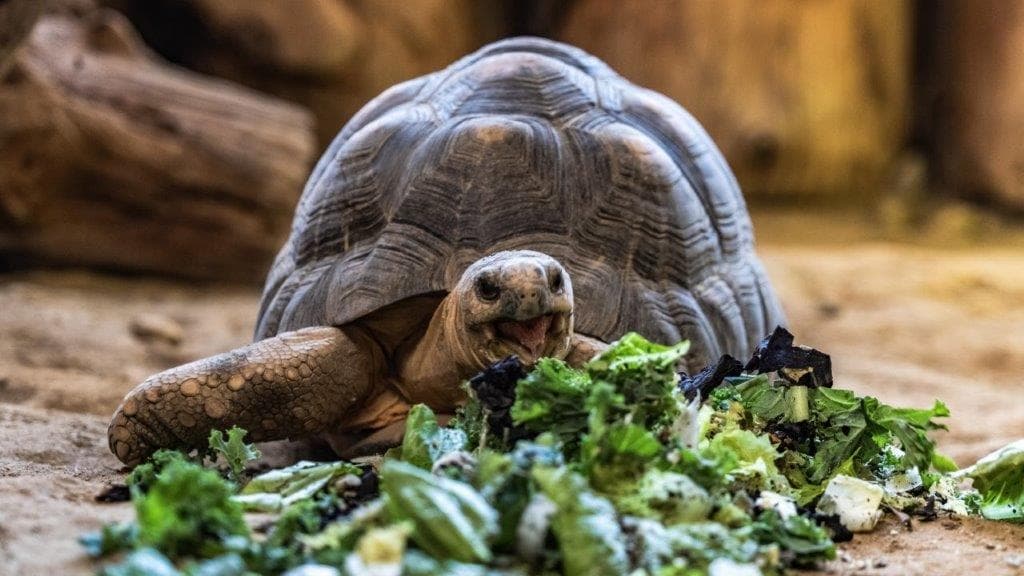 Żółw promienisty ZOO Wrocław - bohater Wild Run 2021