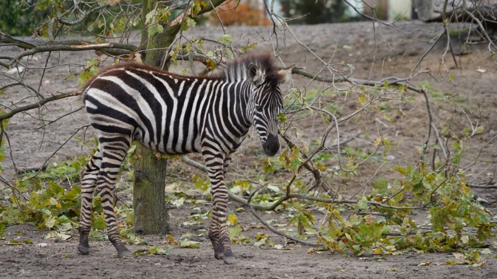 Zebra Chapmana (Equus quagga chapmani)
