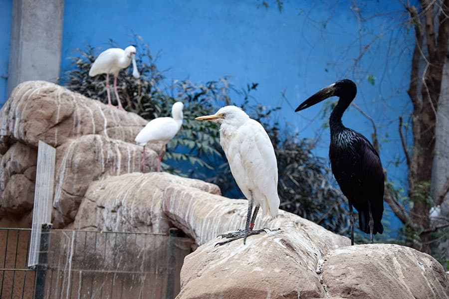 Czapla złotawa, kleszczak i warzęcha w Afrykarium wrocławskiego zoo
