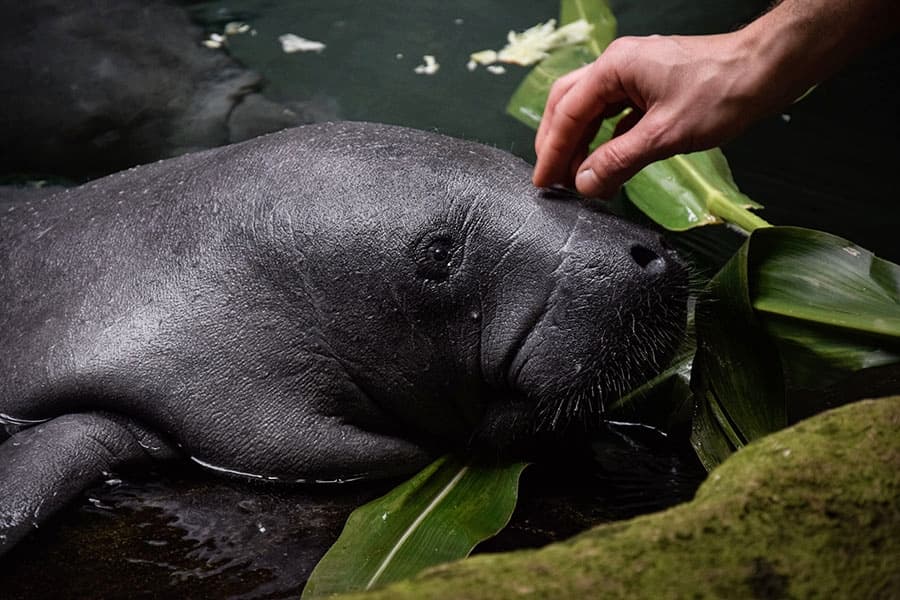 Trening medyczny manta w ZOO Wrocław