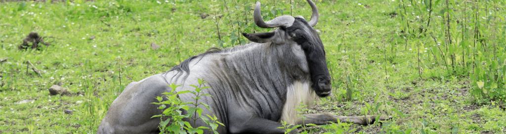 Gnu