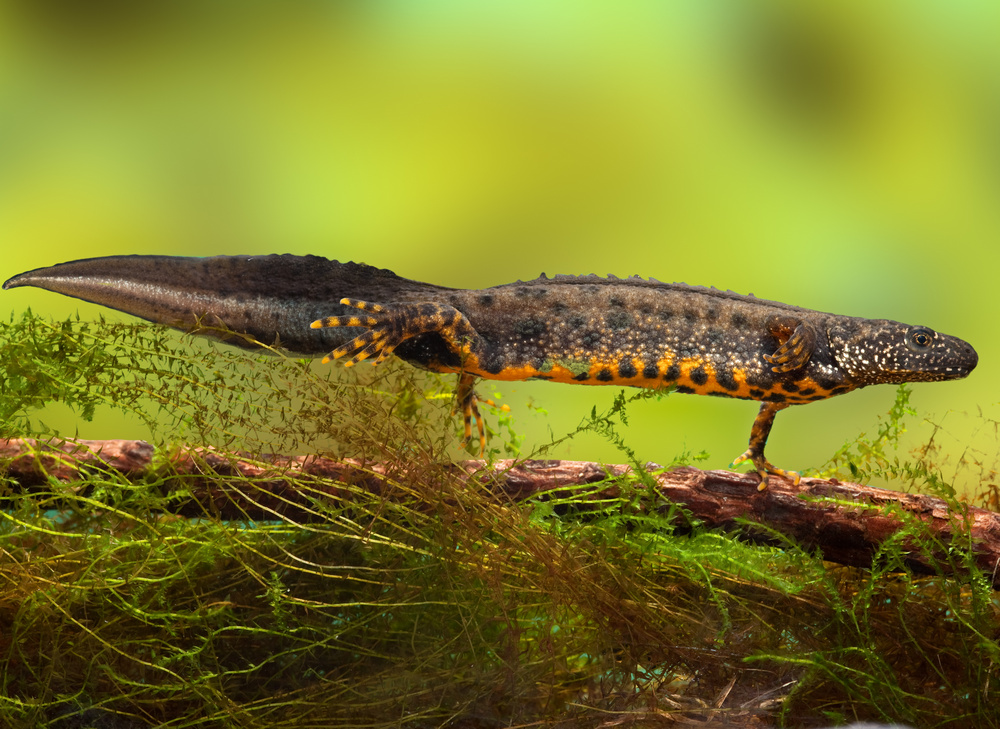 traszka grzebieniasta