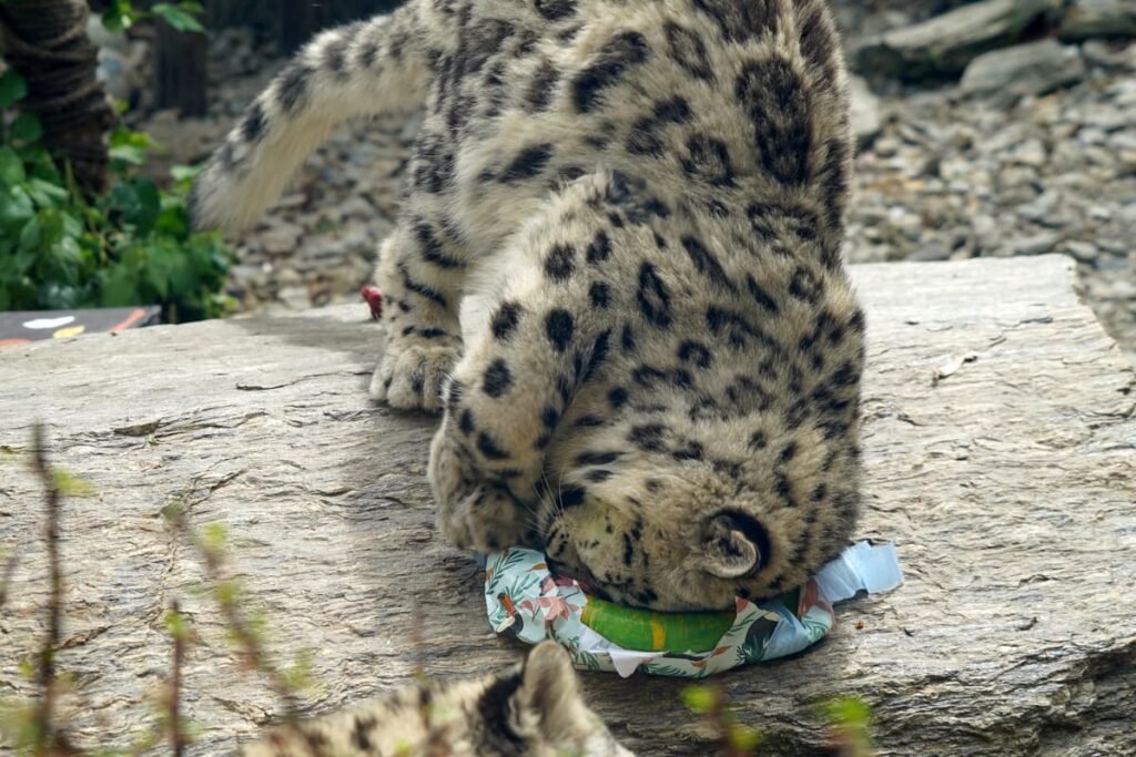 mila makalu urodziny pantery śnieżne