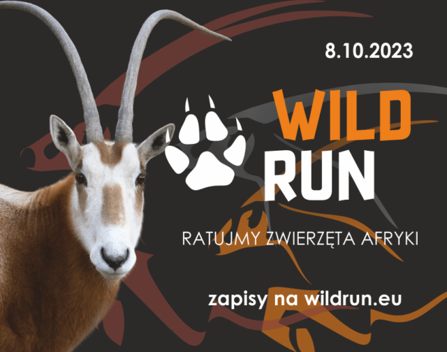 Wild Run 2023