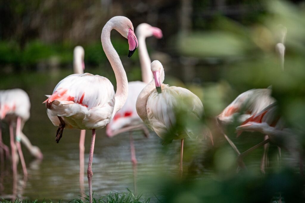 Flaming różowy konkurs Zoo Wrocław 