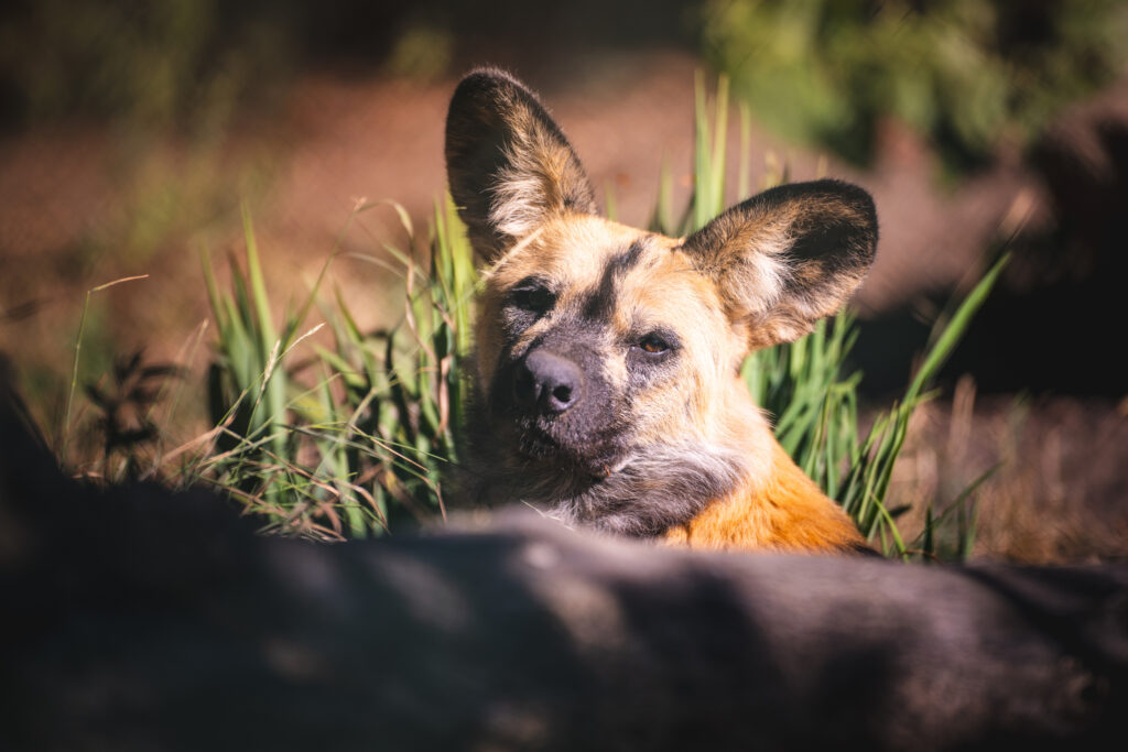 Likaon nowy mieszkaniec ZOO Wrocław