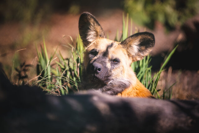 Likaon nowy mieszkaniec ZOO Wrocław