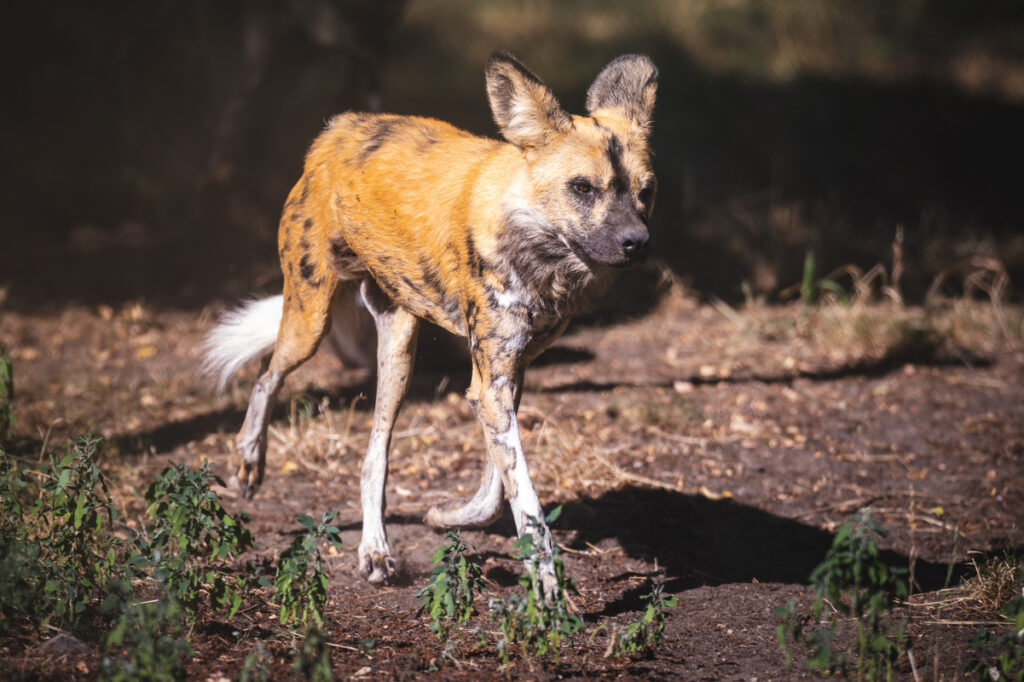 Likaon nowy mieszkaniec ZOO Wrocław