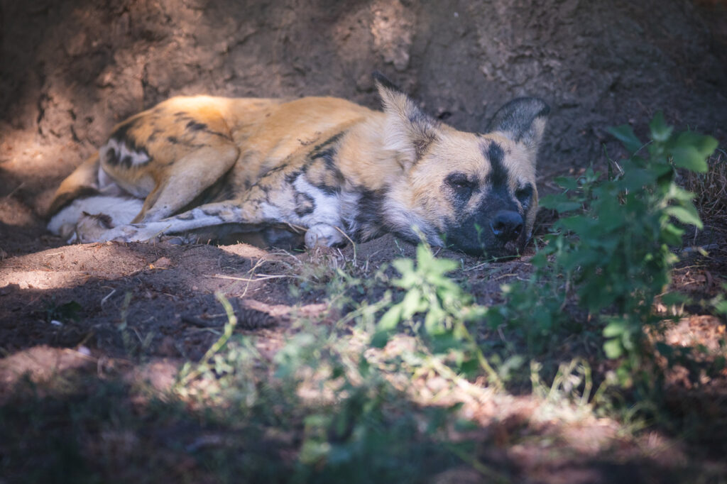 Likaon nowy mieszkaniec ZOO Wrocław