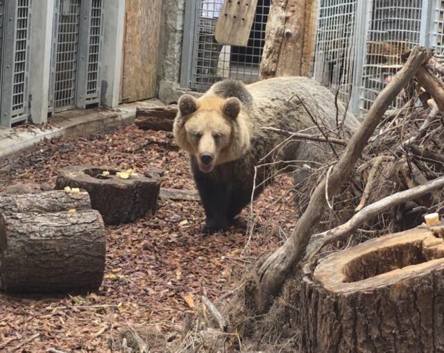 Niedźwiedź Brunatny Artur - ZOO Wrocław