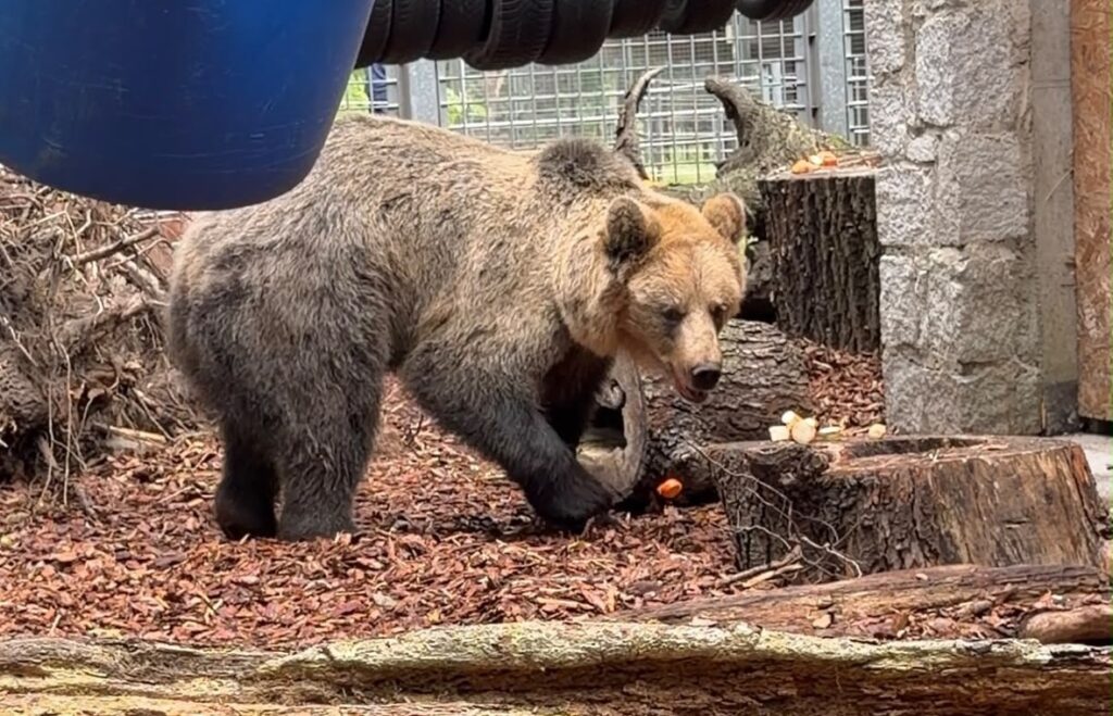 Niedźwiedź brunatny ZOO Wrocław Artur